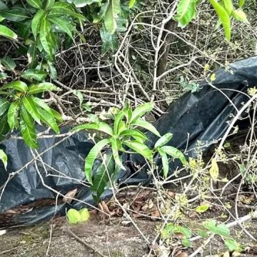 ENCUENTRAN CUERPO SIN VIDA EN CORINTO, MORAZÁN; AUTORIDADES INVESTIGAN