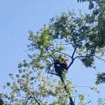 HOMBRE UCRANIANO SE SUBE A UN ÁRBOL PARA EVITAR SER RECLUTADO EN ODESA
