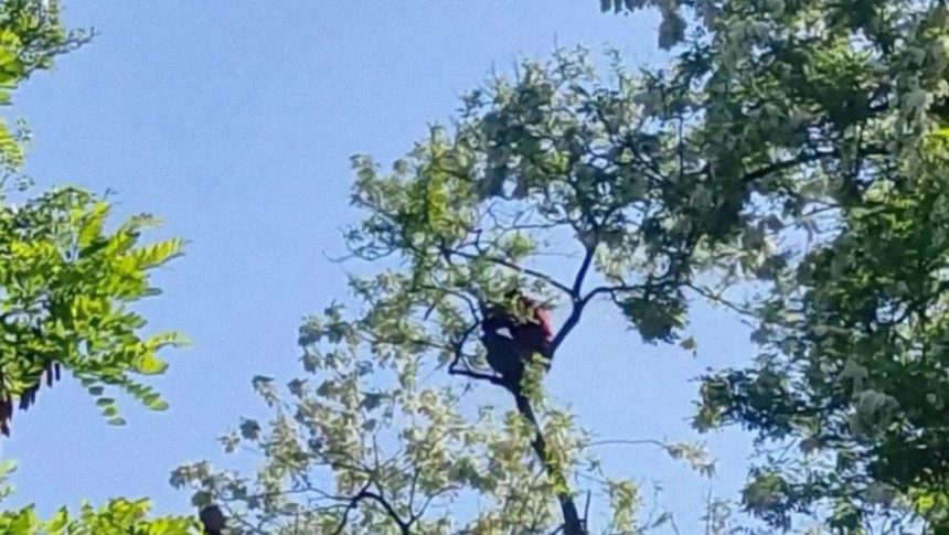 HOMBRE UCRANIANO SE SUBE A UN ÁRBOL PARA EVITAR SER RECLUTADO EN ODESA