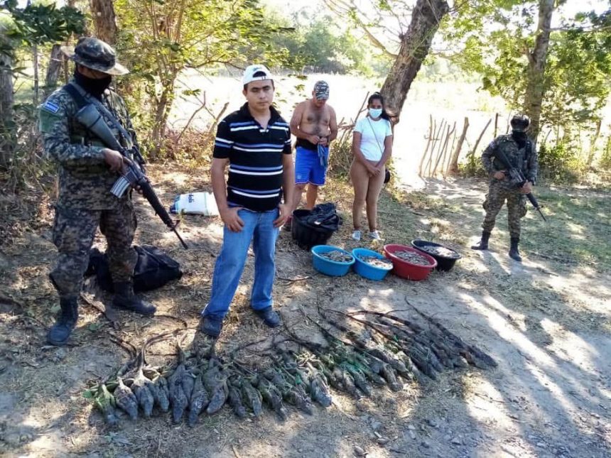 SORPRENDEN A CUATRO HONDUREÑOS CON IGUANAS VIVAS EN INTENTO DE INGRESO ILEGAL A EL SALVADOR
