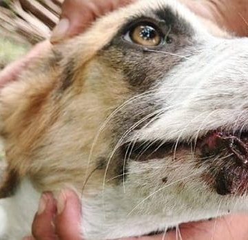 PLAGA DE GUSANO BARRENADOR SE EXPANDE EN EL SALVADOR Y AFECTA A MASCOTAS