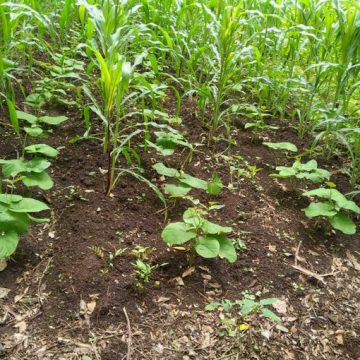PRODUCTORES SALVADOREÑOS INICIAN SIEMBRA CON OPTIMISMO ANTE BUEN COMIENZO DEL INVIERNO
