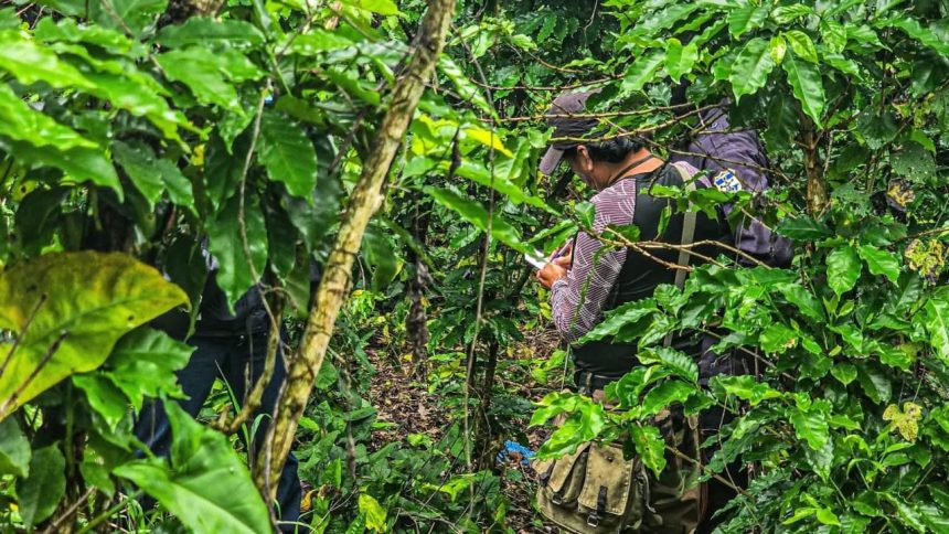 FGR ANALIZARÁ OSAMENTA LOCALIZADA EN CEMENTERIO CLANDESTINO EN EL BOTONCILLAL