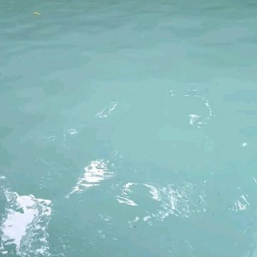 AGUA DE PISCINAS CAMBIA A COLOR TURQUESA TRAS SISMOS; GALEANO EN CHALCHUAPA Y APANTEOS EN SANTA ANA