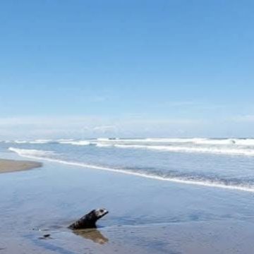 CORRIENTES MARINAS ARRASTRAN A SEIS PERSONAS EN PLAYAS SALVADOREÑAS; UNA MENOR FALLECE