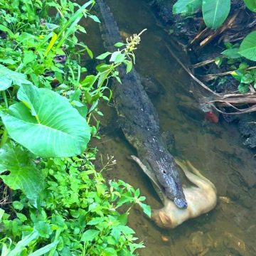 COCODRILO ATRAPA A PERRO EN ZONA FRONTERIZA DE GARITA PALMERA, AHUACHAPÁN