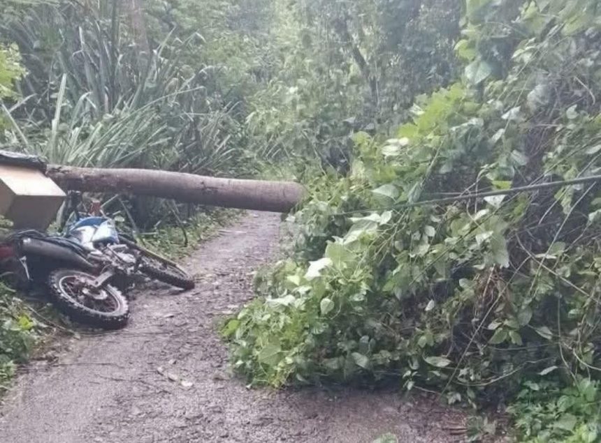 MOTOCICLISTA SOBREVIVE TRAS CAERLE ENCIMA UN ÁRBOL EN SENSUNTEPEQUE