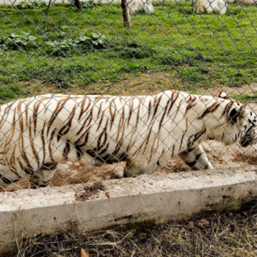 ENCUENTRAN SIN VIDA A TIGRE DE BENGALA QUE SE ESCAPÓ DE PARQUE ANIMALIA EN PUEBLA