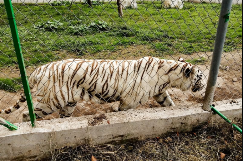 tigre 1 ENCUENTRAN SIN VIDA A TIGRE DE BENGALA QUE SE ESCAPÓ DE PARQUE ANIMALIA EN PUEBLA
