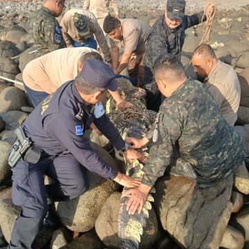 CAPTURAN COCODRILO EN PLAYA EL ZONTE Y ES TRASLADADO A UN ÁREA PROTEGIDA