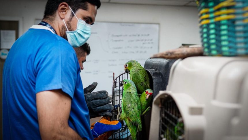 LAS AUTORIDADES DESMANTELARON UNA RED DEDICADA AL TRÁFICO ILEGAL DE FAUNA SILVESTRE Y RESCATARON A 36 ANIMALES