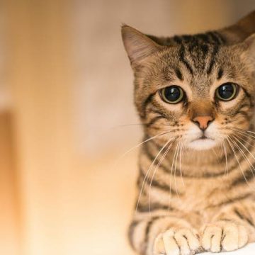 VETERINARIOS ADVIERTEN AUMENTO DE CASOS DE PANLEUCOPENIA FELINA EN EL PAÍS