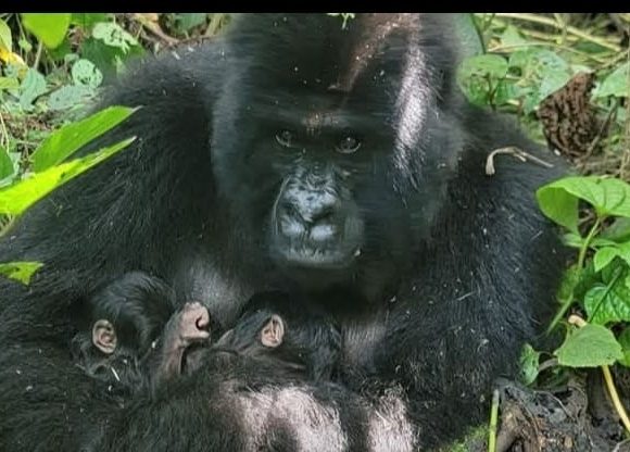 NACEN GEMELOS DE GORILA DE MONTAÑA EN VIRUNGA, UN AVANCE CLAVE PARA LA CONSERVACIÓN
