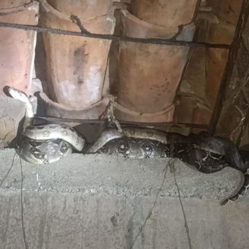 SERPIENTES GENERAN ALERTA EN VIVIENDAS DE CABAÑAS Y SAN MARTÍN