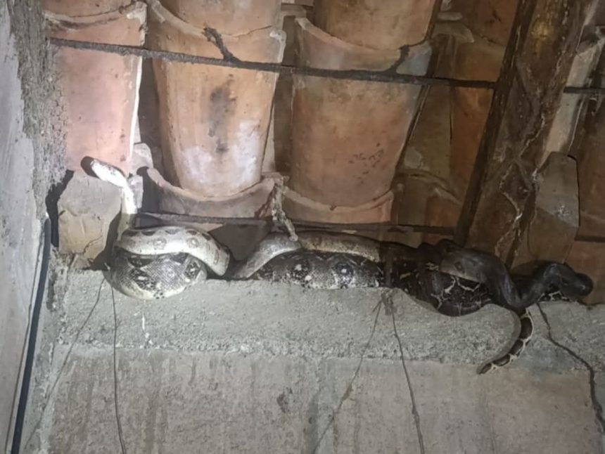 ser 1 SERPIENTES GENERAN ALERTA EN VIVIENDAS DE CABAÑAS Y SAN MARTÍN