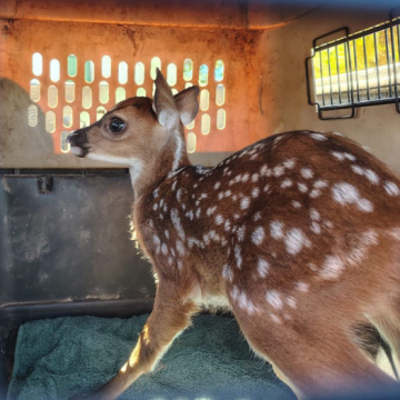 RESCATAN CERVATILLO PERSEGUIDO POR PERROS EN SANTA ANA CENTRO