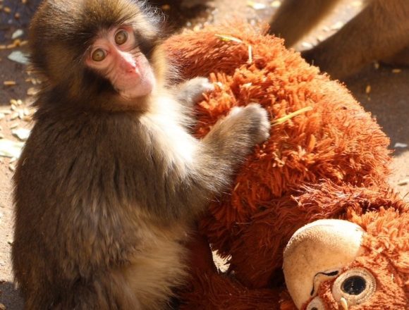 1 BEBÉ MACACO SE VUELVE ATRACCIÓN EN ZOOLÓGICO DE JAPÓN TRAS CONMOVEDORA HISTORIA EN REDES SOCIALES Y ATRAE TODA LA ATENCIÓN.