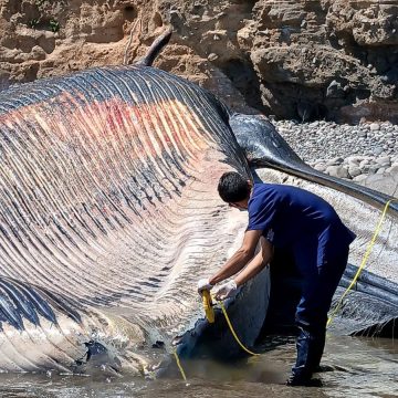 AUTORIDADES DE MEDIO AMBIENTE REPORTAN UNA BALLENA DE BRYDE MUERTA EN UNA ZONA COSTERA DE DIFÍCIL ACCESO EN LA UNIÓN