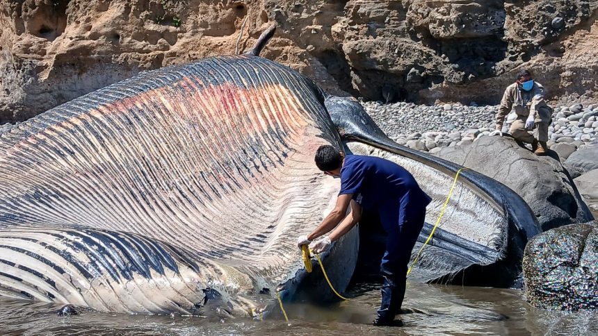 AUTORIDADES DE MEDIO AMBIENTE REPORTAN UNA BALLENA DE BRYDE MUERTA EN UNA ZONA COSTERA DE DIFÍCIL ACCESO EN LA UNIÓN