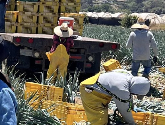 mexico JUSTICIA DE EE. UU. ACUSA A FAMILIA POR EXPLOTACIÓN LABORAL DE TRABAJADORES MIGRANTES EN GRANJAS AGRÍCOLAS