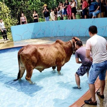 ANIMAL SORPRENDE AL INGRESAR A PISCINA EN BALNEARIO DE CHALATENANGO