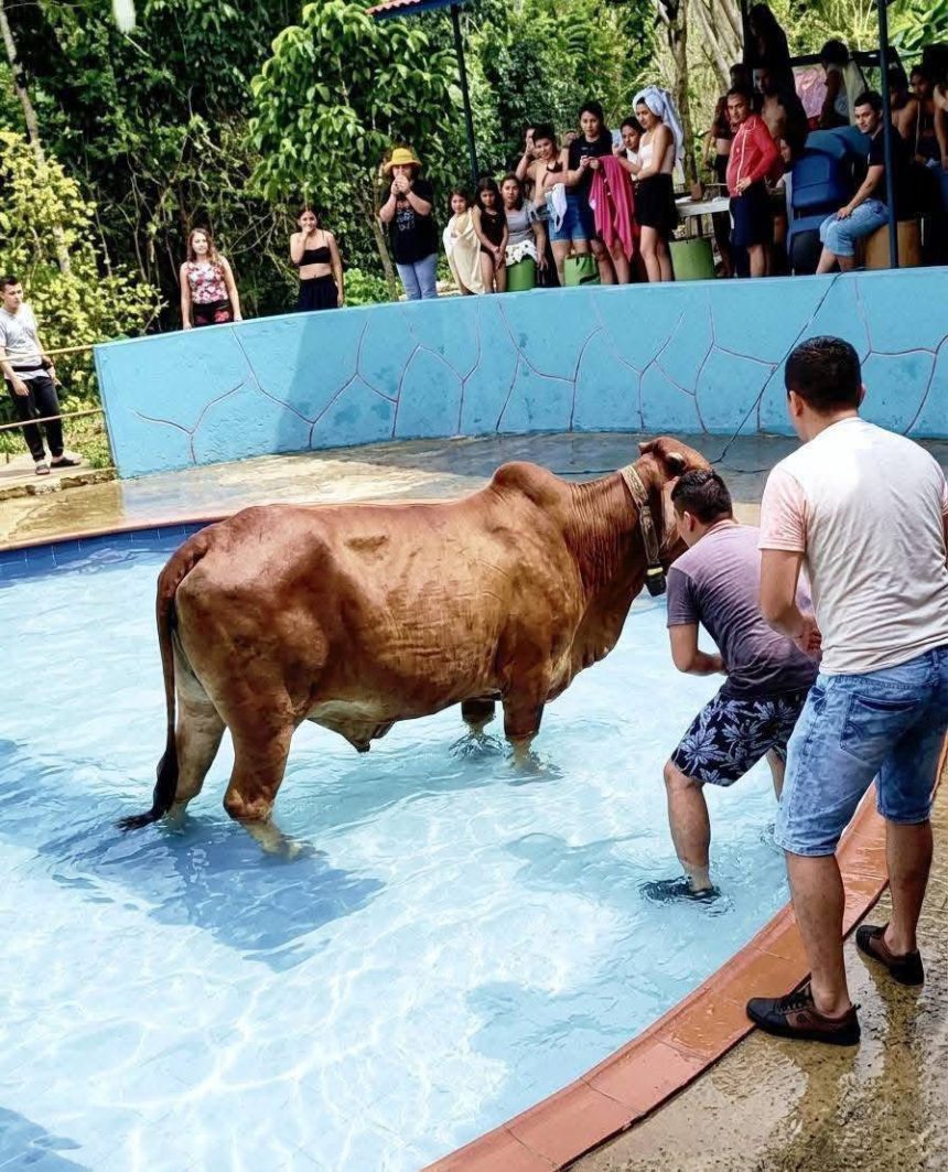 ANIMAL SORPRENDE AL INGRESAR A PISCINA EN BALNEARIO DE CHALATENANGO