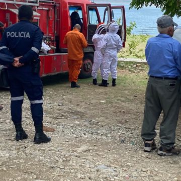 REPORTAN PRESENCIA DE PANAL DE ABEJAS EN AZACUALPA, METAPÁN