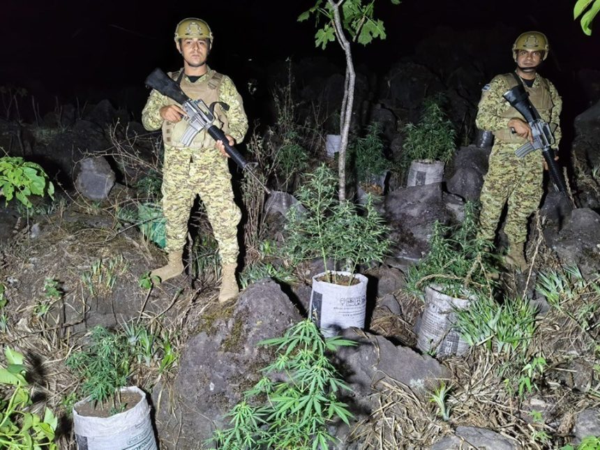 UBICARON UNA PLANTACIÓN DE MARIHUANA EN IZALCO DURANTE PATRULLAJE MILITAR