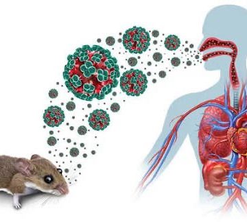 QUÉ ES EL HANTAVIRUS, CUÁLES SON SUS SÍNTOMAS Y QUÉ CONSECUENCIAS PUEDE PROVOCAR