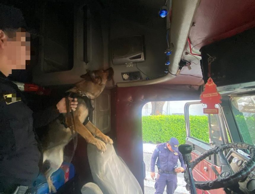 k9 1 PNC REPORTA CAPTURA DE HOMBRE TRAS INCAUTACIÓN DE MARIHUANA DURANTE INSPECCIÓN VEHICULAR