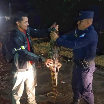 RESCATAN COCODRILO JUVENIL EN COMUNIDAD DE SAN JUAN OPICO