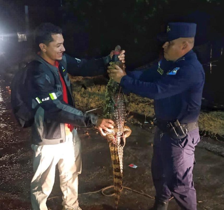 coco 1 RESCATAN COCODRILO JUVENIL EN COMUNIDAD DE SAN JUAN OPICO