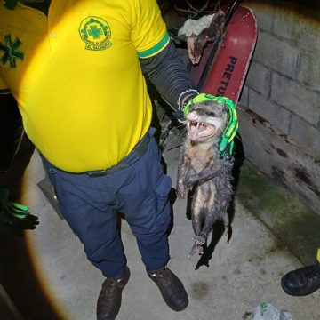 tacua ¡TACUAZÍN IRRUMPE EN VIVIENDA Y PROVOCA TREMENDO SUSTO EN APOPA!