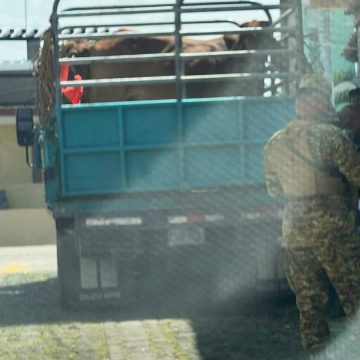 toro 1 TORO INGRESÓ A UN CENTRO ESCOLAR EN CHALATENANGO Y DEJÓ SIETE ESTUDIANTES LESIONADOS