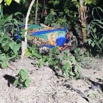 GUATE 1 GUATEMALA; CONMOCIÓN EN HUEHUETENANGO TRAS EL HALLAZGO SIN VIDA DE UNA ADOLESCENTE Y SU ABUELO