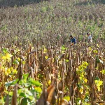 daños “ESTIMAMOS UNAS 5,500 MANZANAS DE MAÍZ PERDIDAS EN EL SALVADOR”, SEÑALA LÍDER DE LA MESA AGROPECUARIA