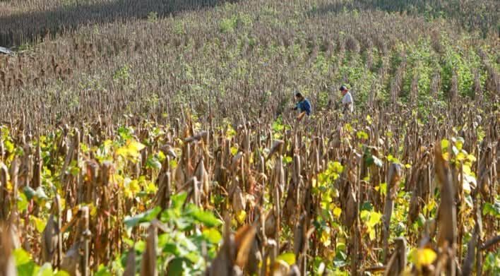 daños “ESTIMAMOS UNAS 5,500 MANZANAS DE MAÍZ PERDIDAS EN EL SALVADOR”, SEÑALA LÍDER DE LA MESA AGROPECUARIA