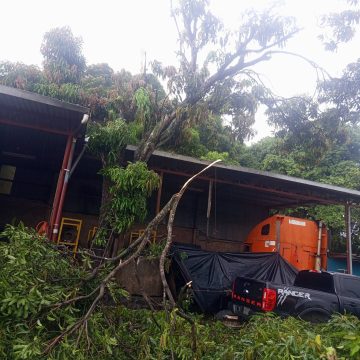 anciano 1 HOMBRE DE 71 AÑOS FALLECE TRAS CAER DE UN ÁRBOL EN IZALCO