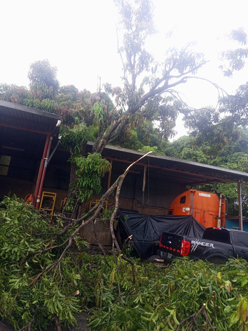 anciano 1 HOMBRE DE 71 AÑOS FALLECE TRAS CAER DE UN ÁRBOL EN IZALCO