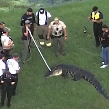 CAIMAN MUERE HOMBRE DE 71 AÑOS TRAS ATAQUE DE UN CAIMÁN EN FLORIDA
