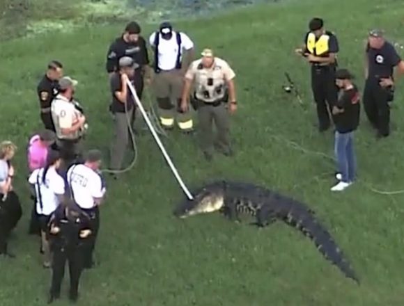CAIMAN MUERE HOMBRE DE 71 AÑOS TRAS ATAQUE DE UN CAIMÁN EN FLORIDA
