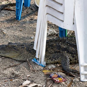 COCODRILO ES VISTO DEBAJO DE SILLAS EN PLAYA SAN MARCELINO