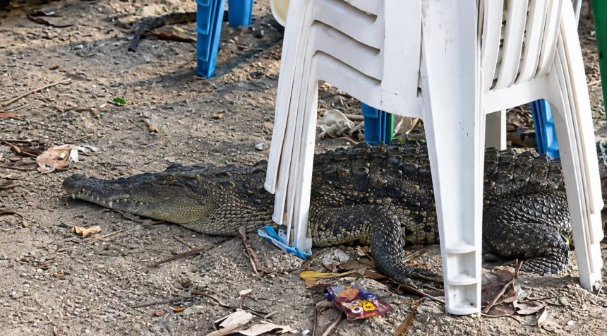 COCODRILO ES VISTO DEBAJO DE SILLAS EN PLAYA SAN MARCELINO