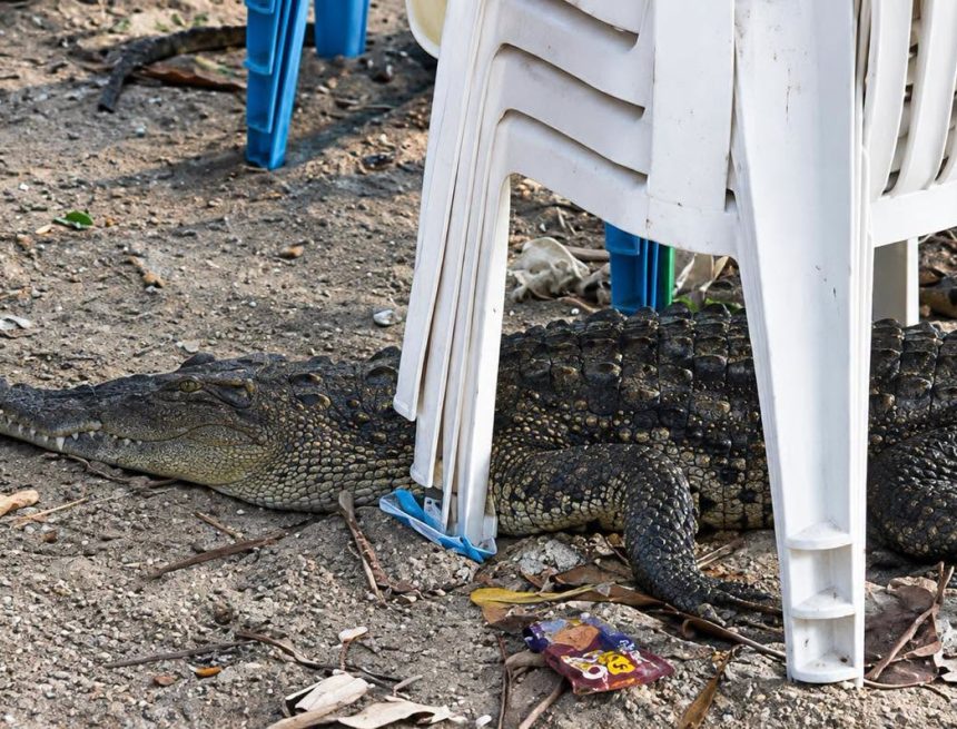 COCO 2 COCODRILO ES VISTO DEBAJO DE SILLAS EN PLAYA SAN MARCELINO