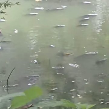 REPORTAN MORTANDAD DE PECES EN LA LAGUNA CUZCACHAPA DE CHALCHUAPA