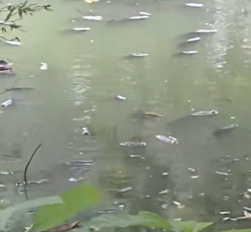 peces REPORTAN MORTANDAD DE PECES EN LA LAGUNA CUZCACHAPA DE CHALCHUAPA
