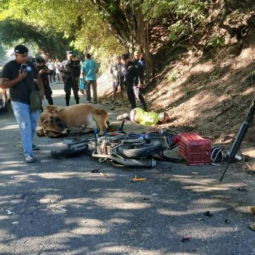 MOTOCICLISTA FALLECE TRAS IMPACTAR CONTRA UNA VACA EN CARRETERA A TAPALHUACA