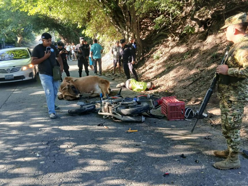 vaca 2 MOTOCICLISTA FALLECE TRAS IMPACTAR CONTRA UNA VACA EN CARRETERA A TAPALHUACA